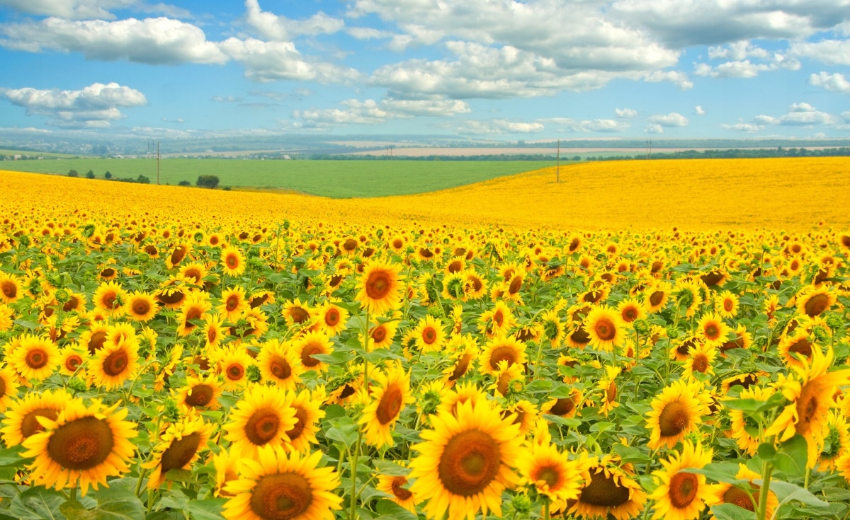 

Tapeta Flizelinowa Pole słoneczników - 416x254