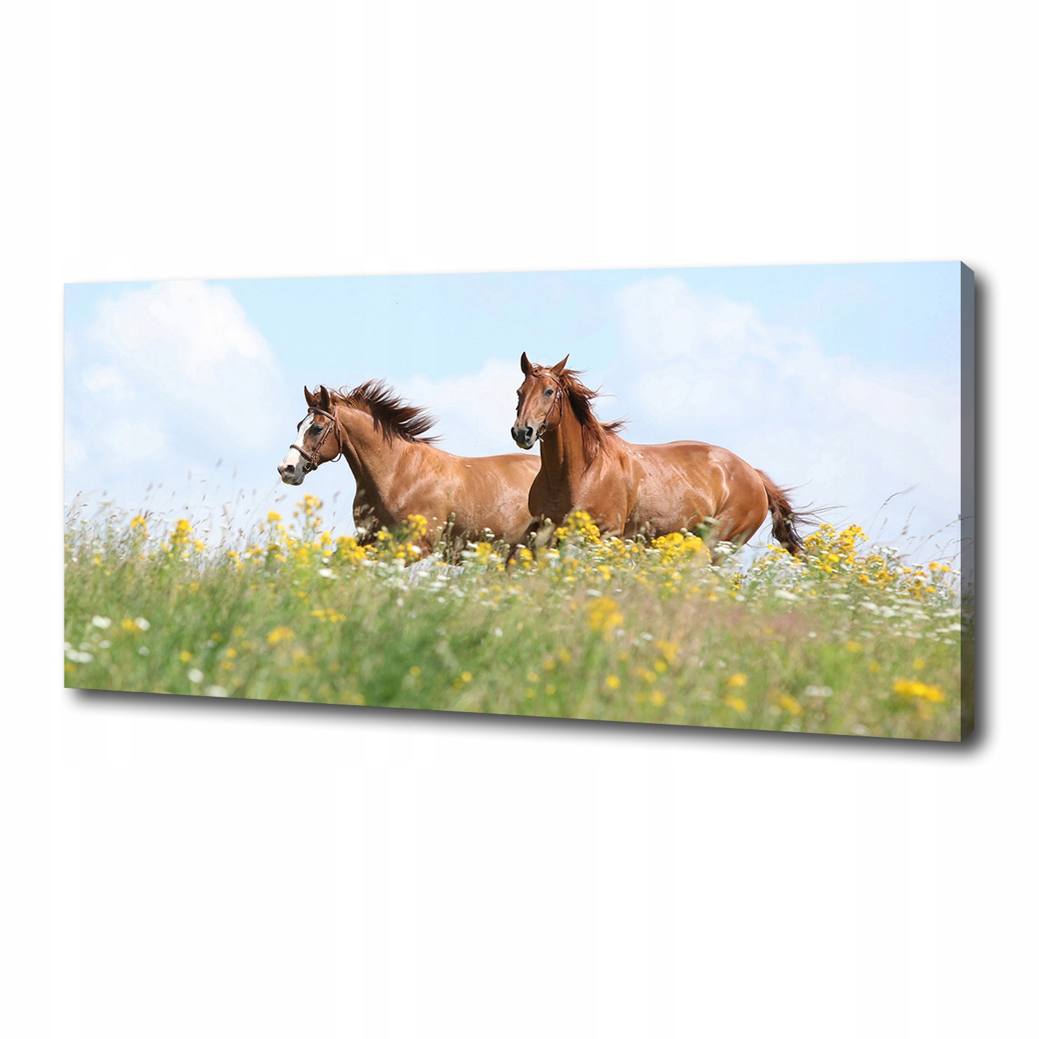 

Foto obraz na płótnie Dwa konie w galopie 125x50cm