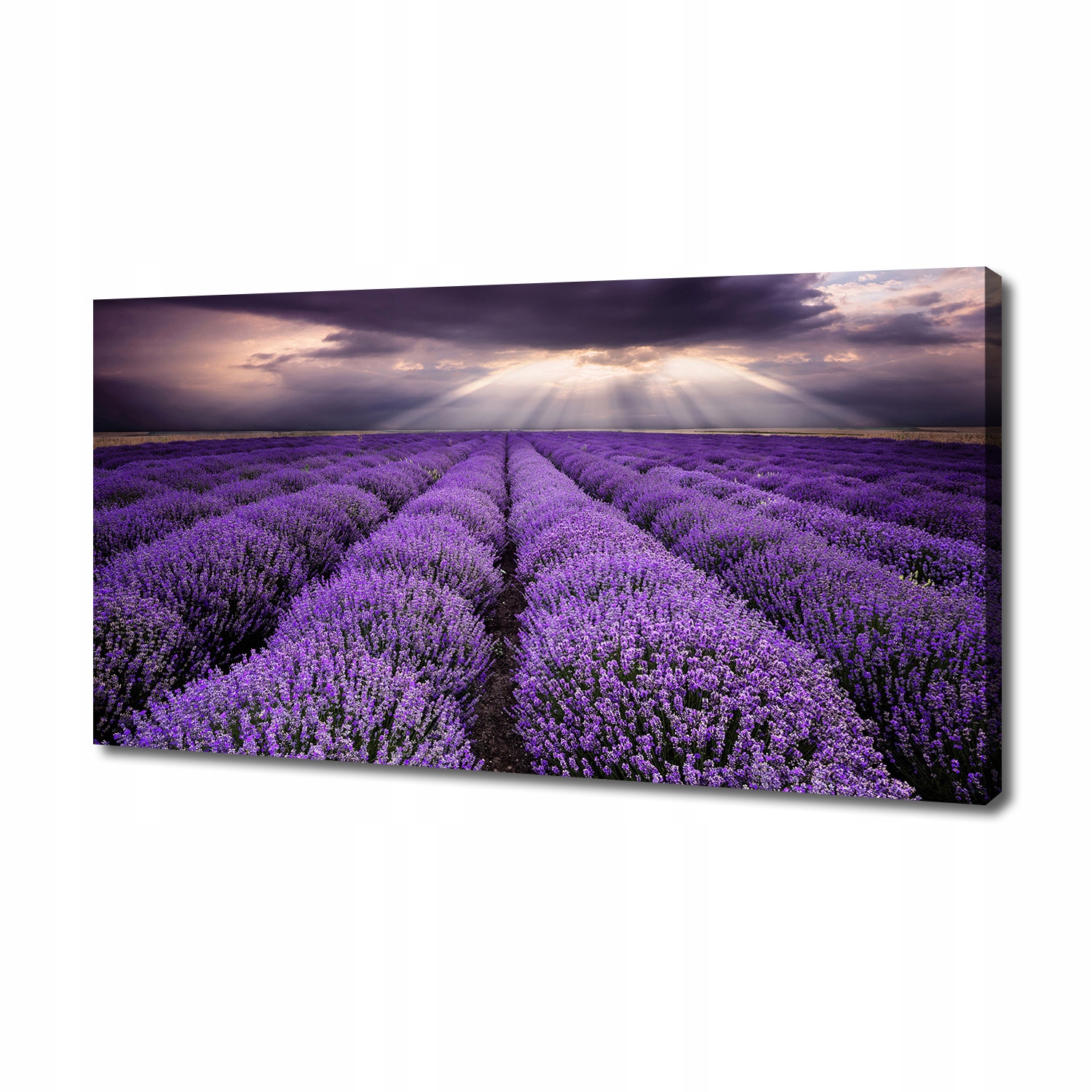 

Foto obraz duży na płótnie Pole lawendy 140x70 cm