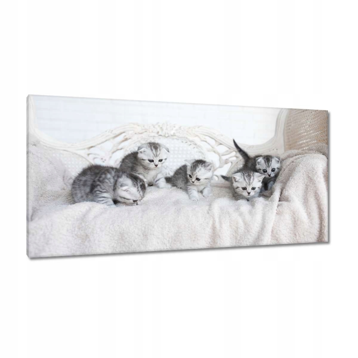 Obrazy 115x55 Koťata Kočka Britská