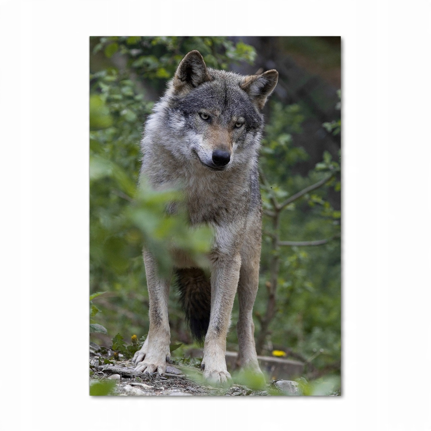 

Foto obraz szkło hartowane Wilk w lesie 70x100 cm