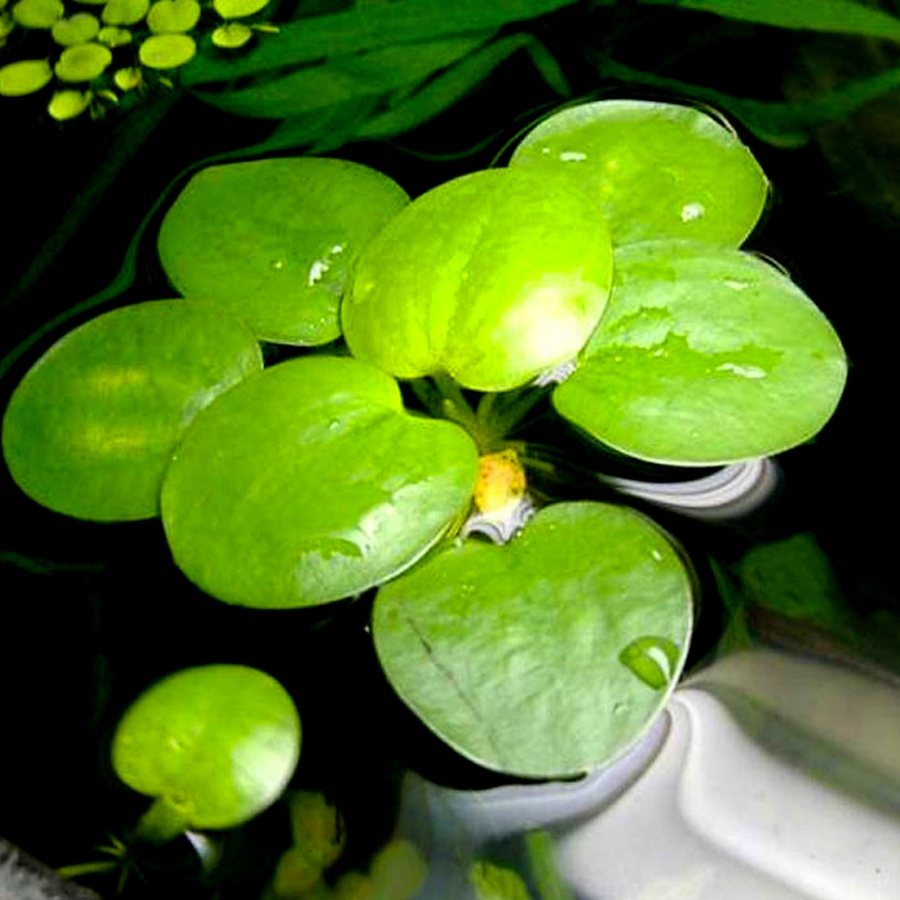 Limnobium laevigatum (in-vitro) puszka 7cm TROPICA 12GROW