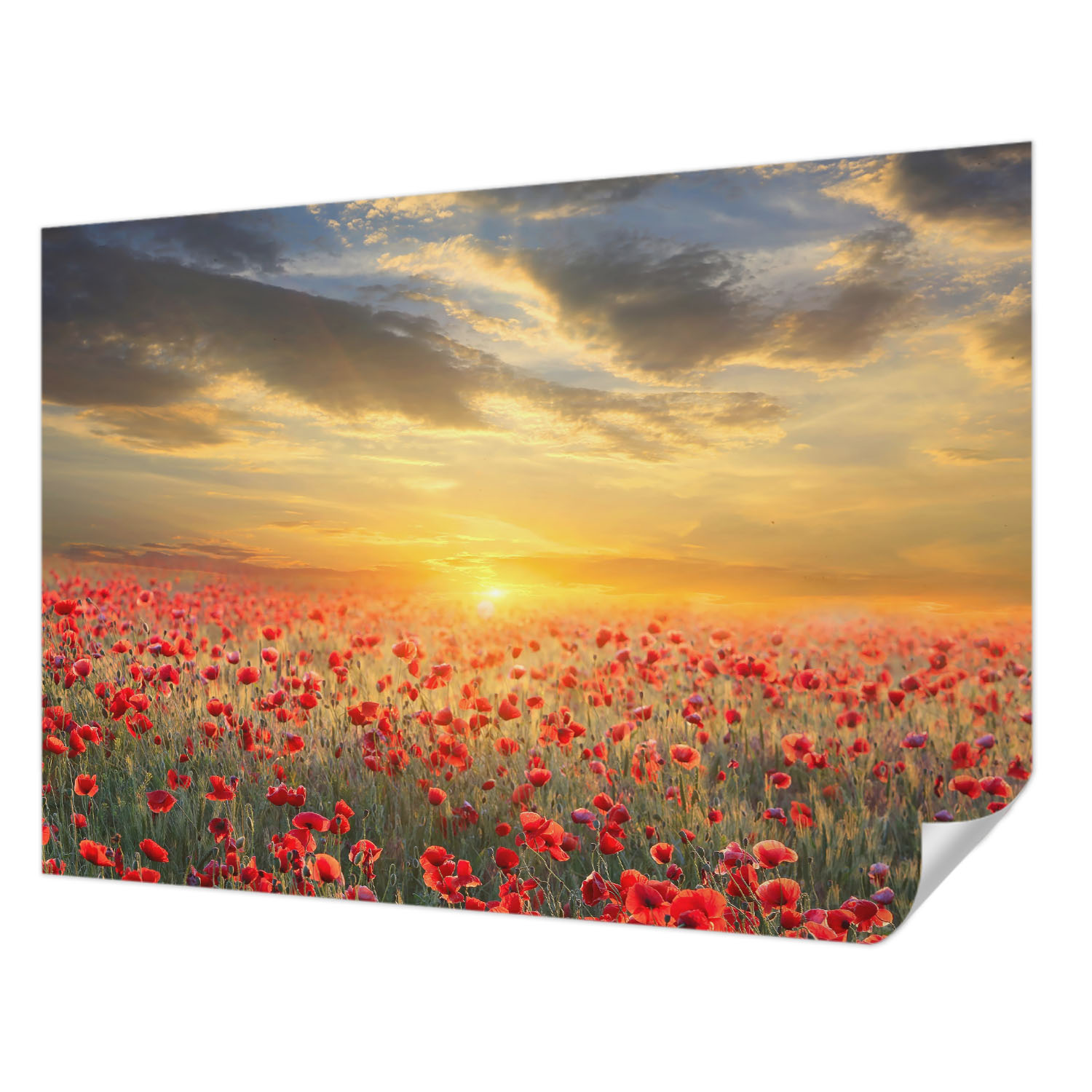 Fototapeta Samolepicí Elegantní dekorace domu Makové pole 208 x 146 cm