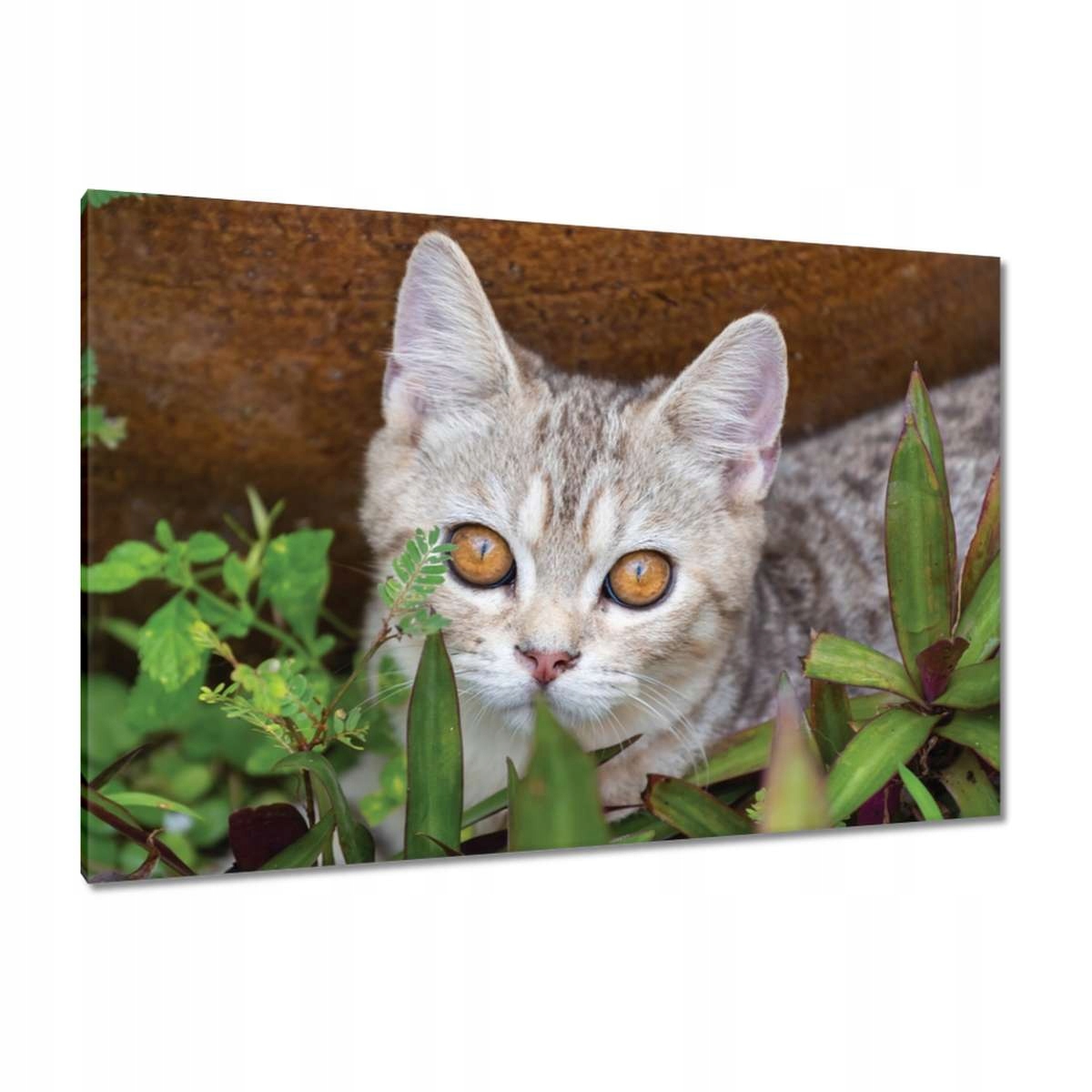 Obrazy 120x80 Kočka Kotě Kočky