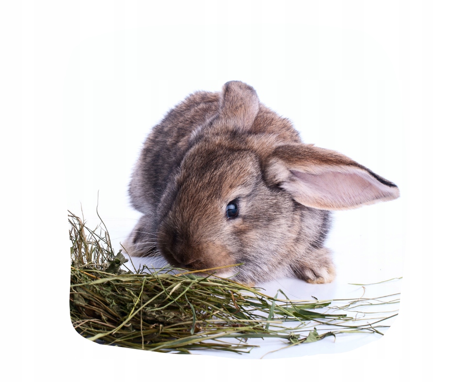 PYSZNE Siano 1kg zielone dla królika świnki 2024 Typ siano