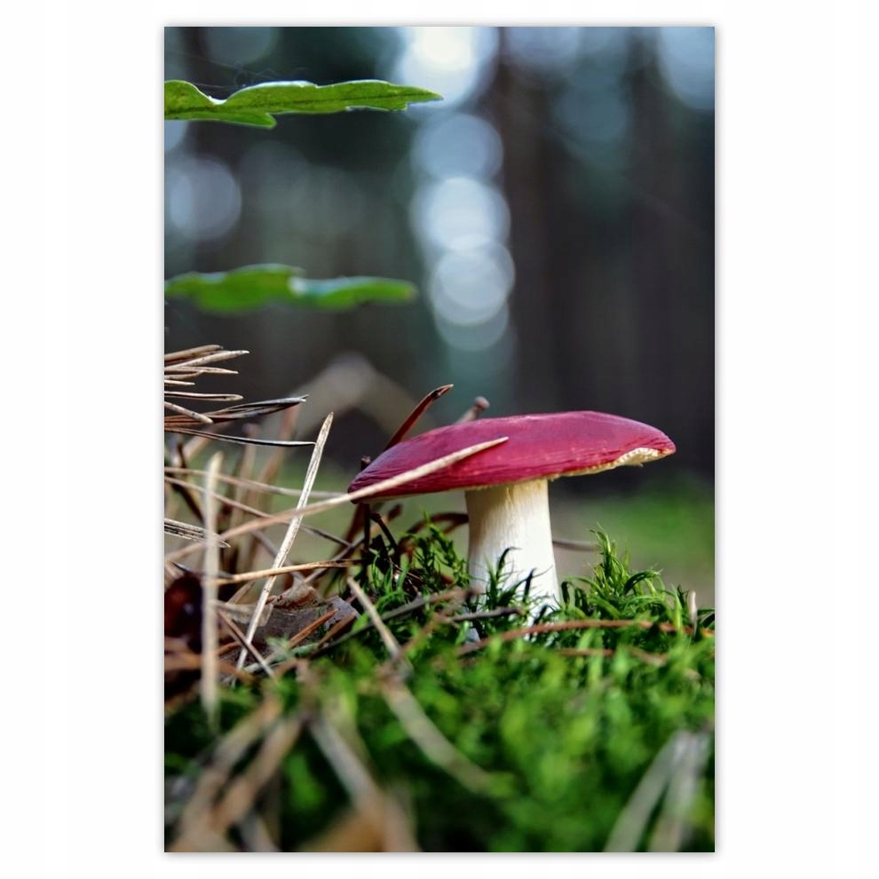 

Plakat 62x93 Grzyb Czerwony muchomorek