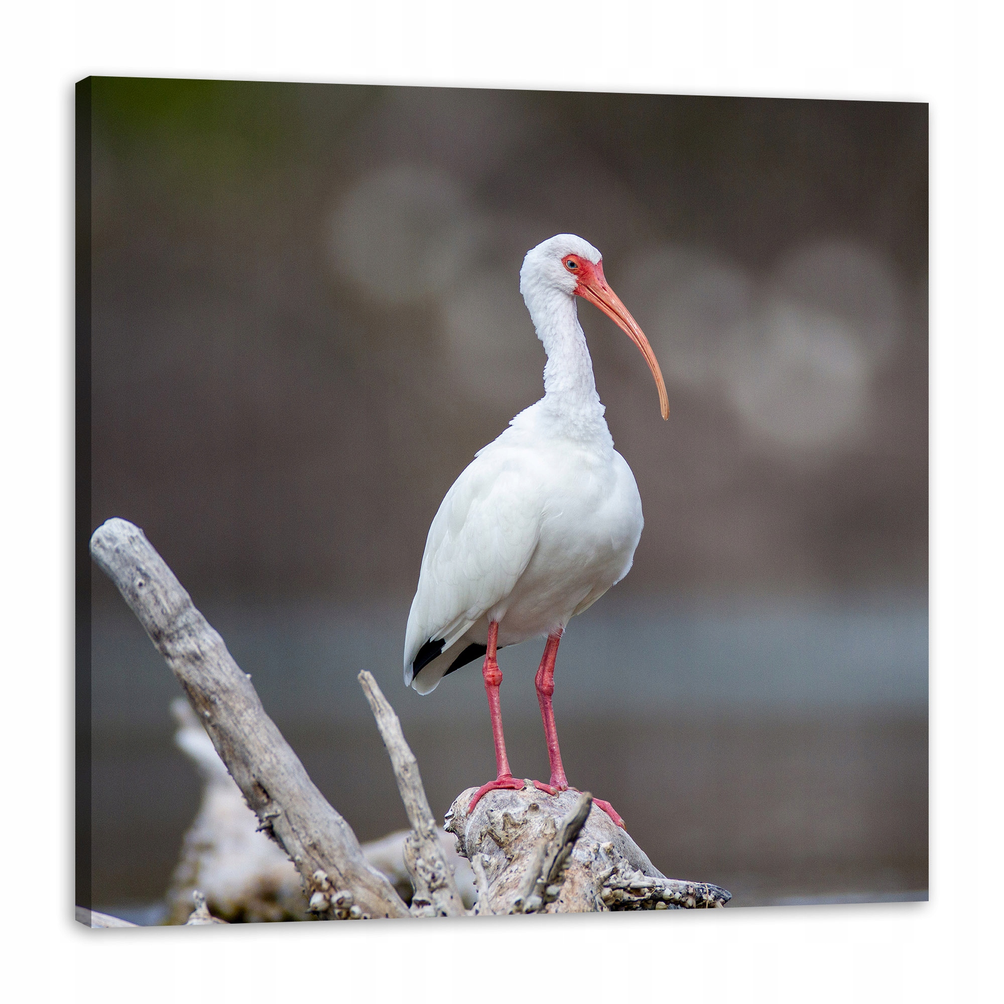 Obraz na plátně Zvířata Pták 90x90 cm