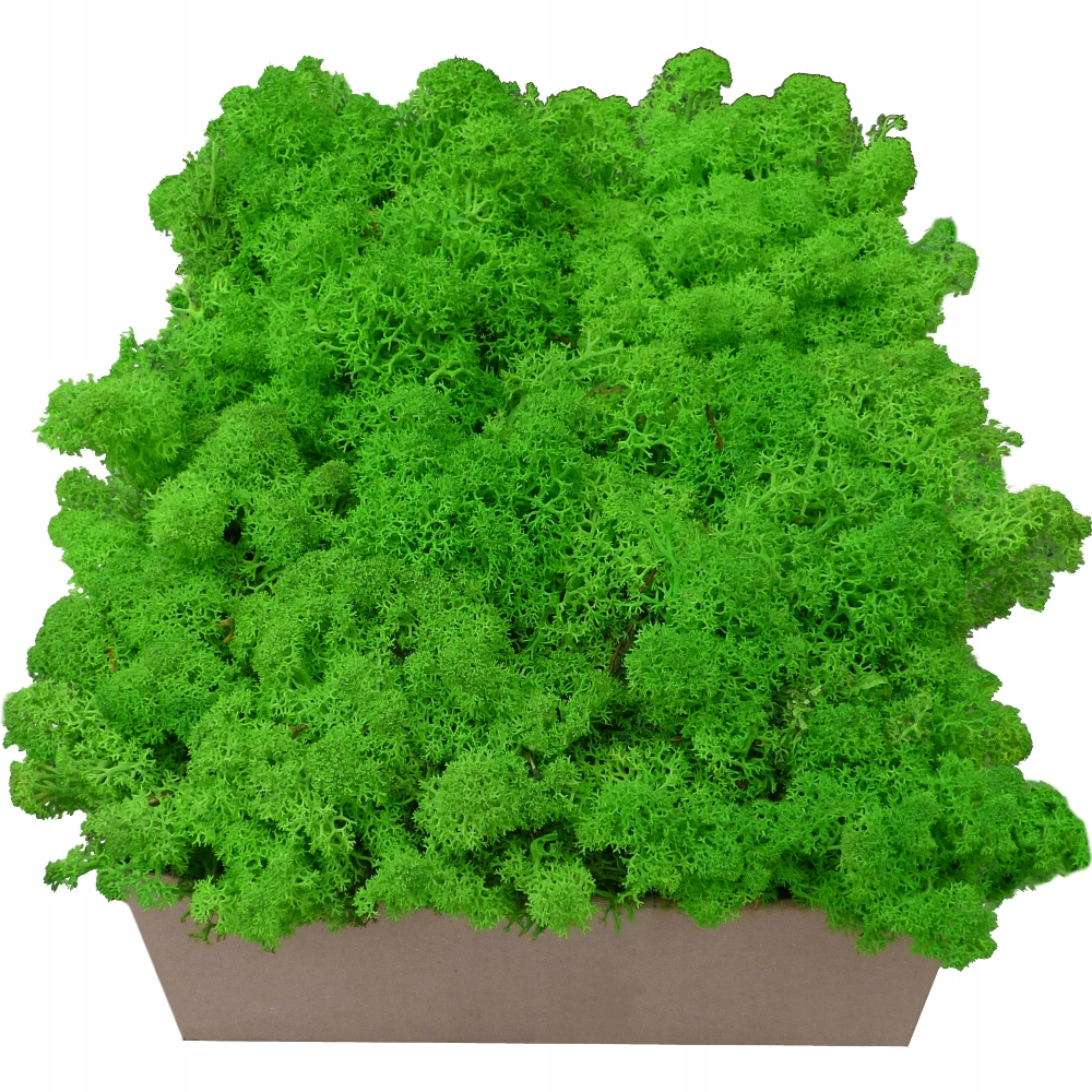 Mech Chrobotek Trawiasty Jasna Zieleń 300g Rodzaj mech chrobotek