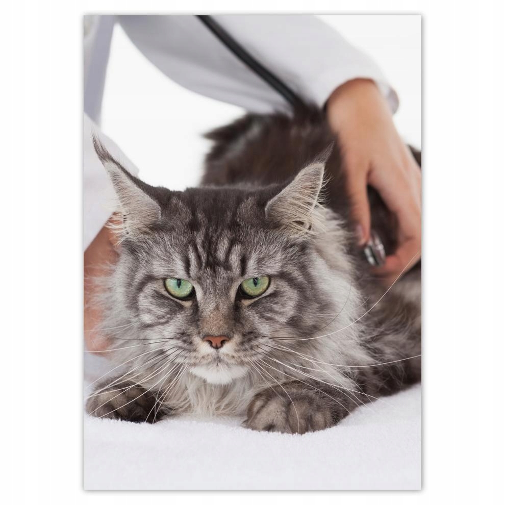 

Naklejki 50x70 Kot Kotek Koty Kicia