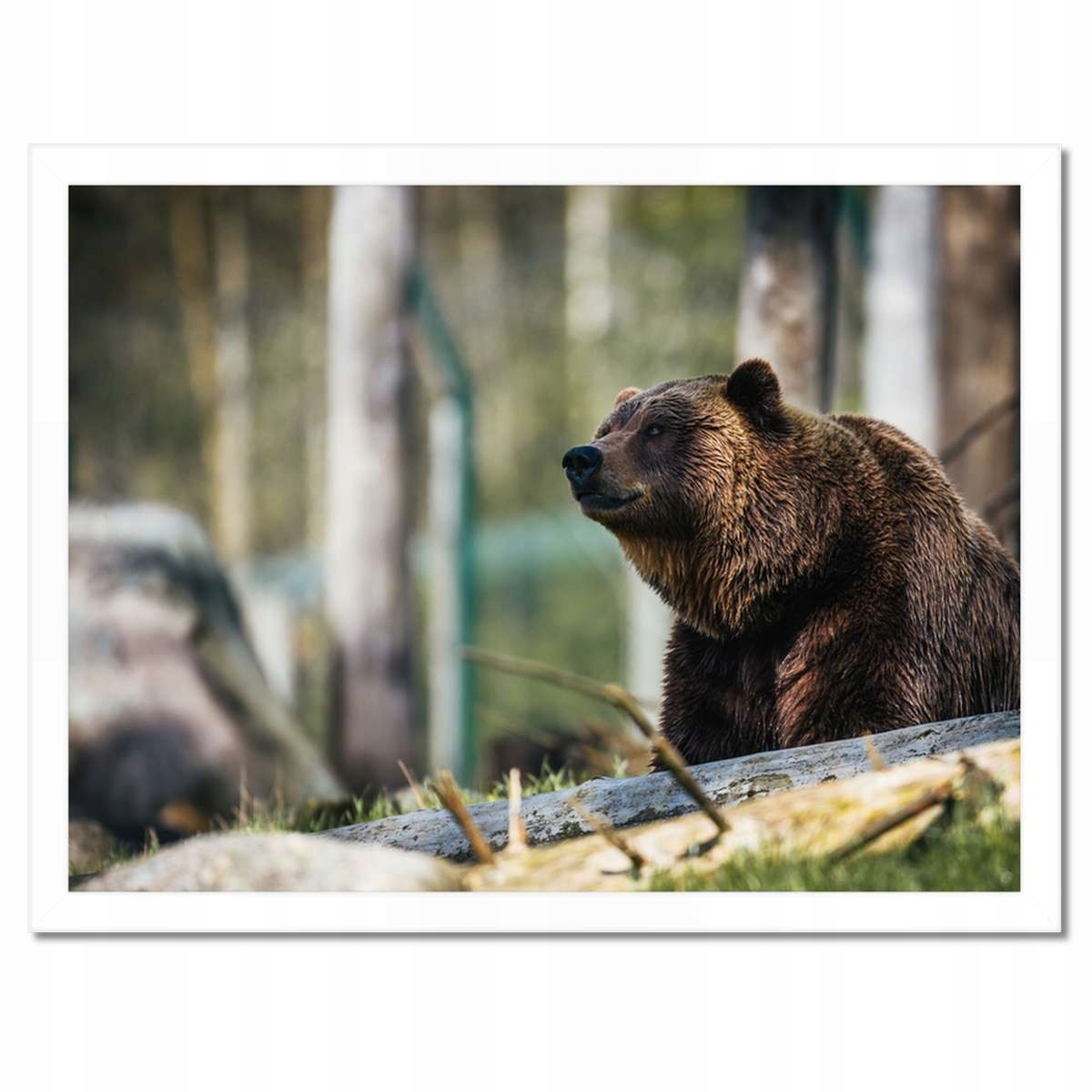 Plakáty v rámu 40x30 Zvířata Zvířátka