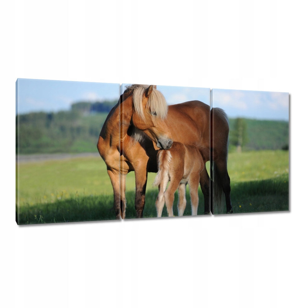 

Obrazy 120x60 Klacz i źrebak