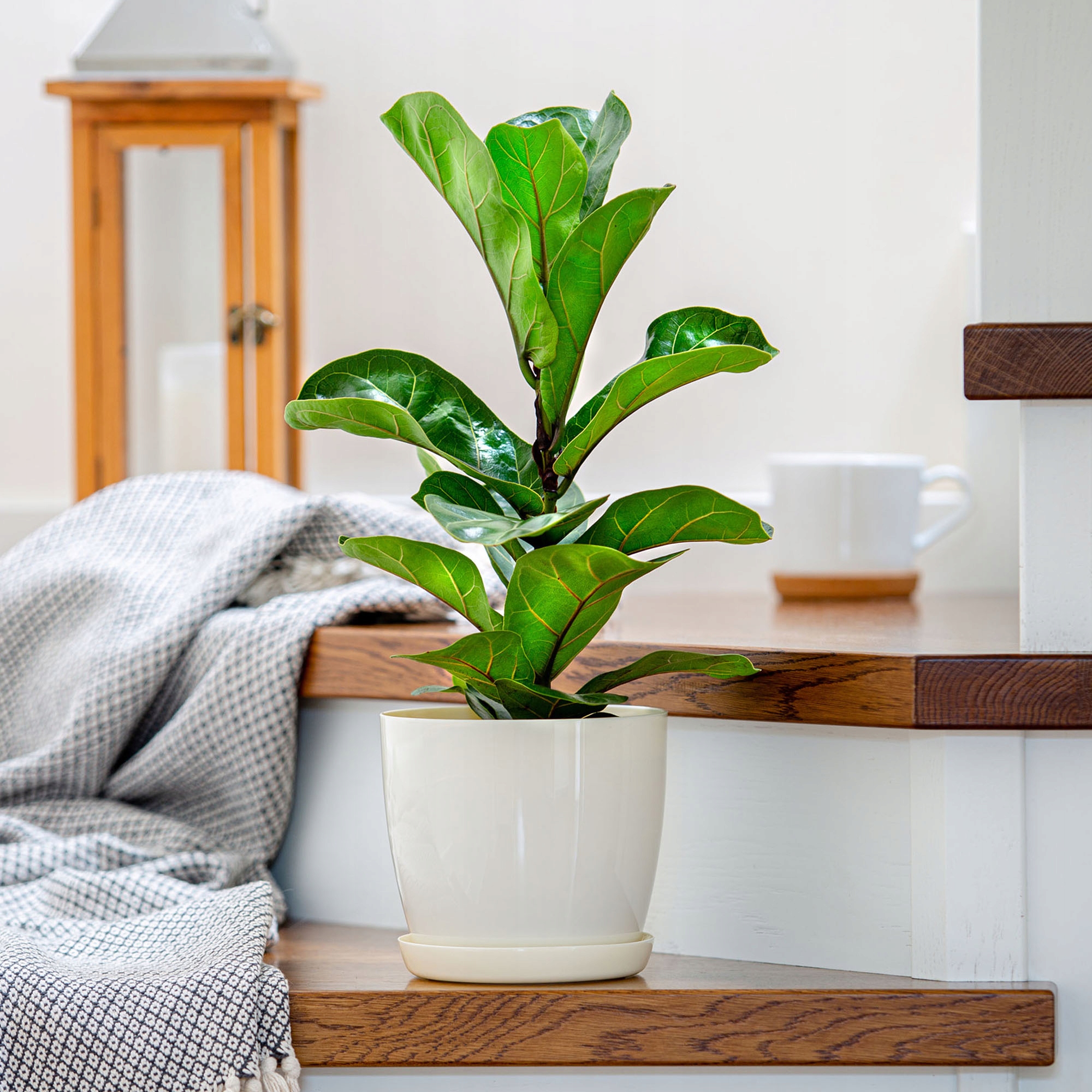 3x DONICZKA 20cm OSŁONKA Z PODSTAWKĄ KREMOWA Marka Kadax