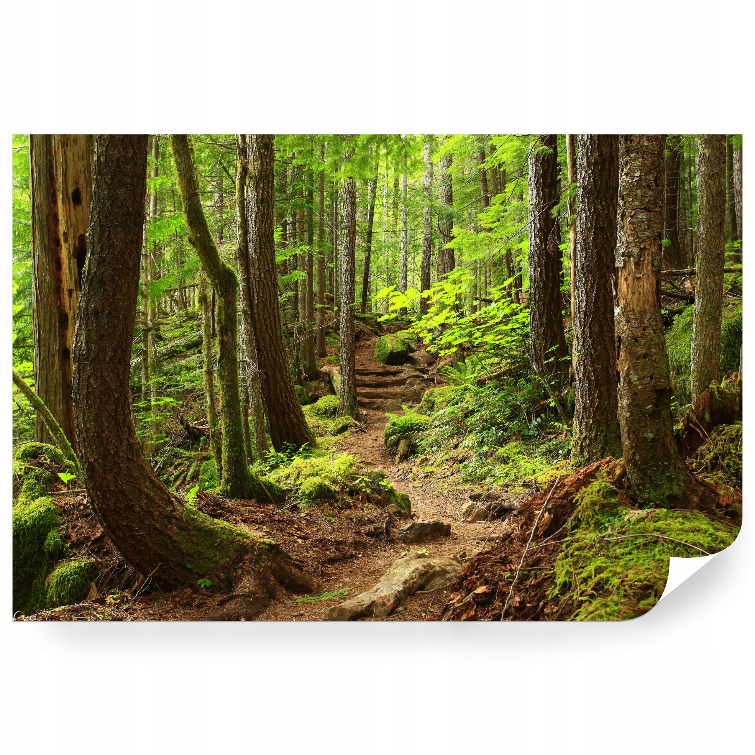 Fototapeta samolepicí Divoký Krajinný Les 416 x 254 cm