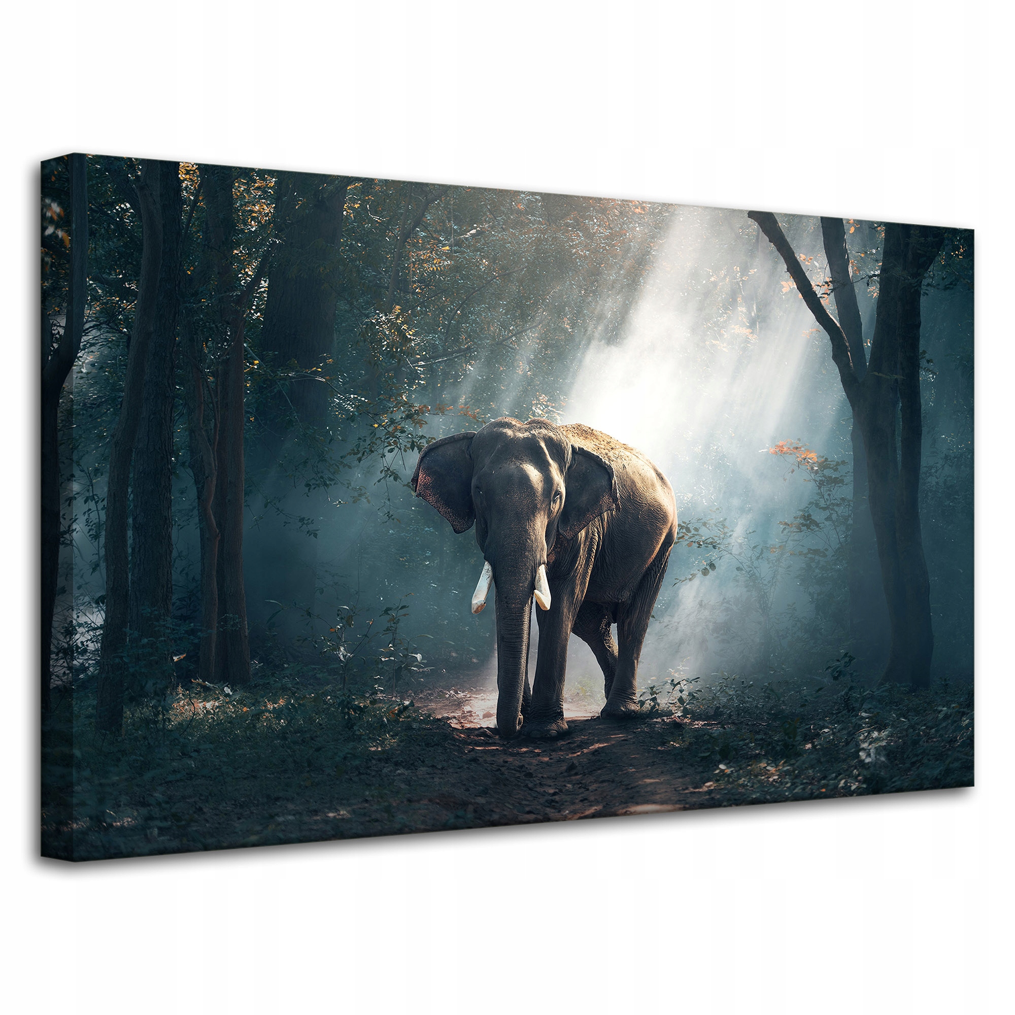 Obraz Canvas Zvířata Slon v krásném lese 80x50