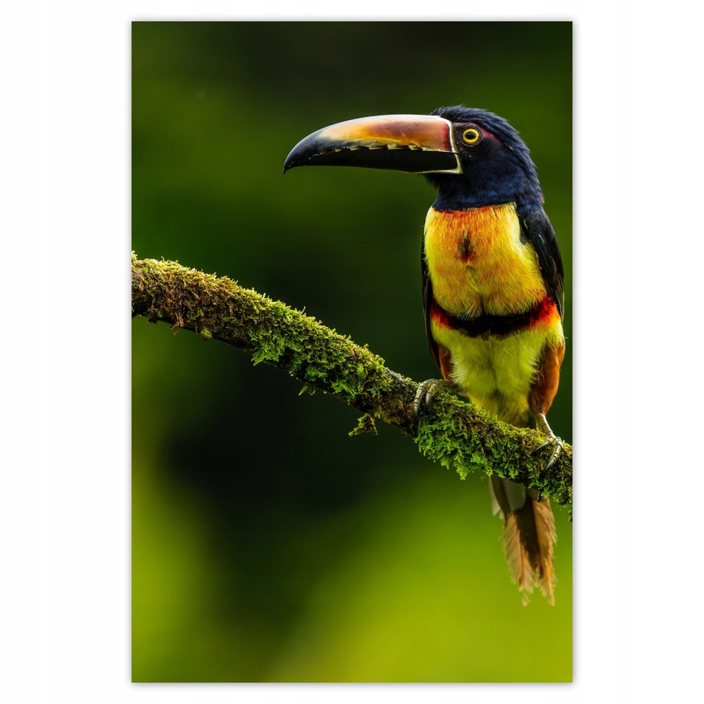 

Plakaty 62x93 Ptaki Ptaszki Ptactwo