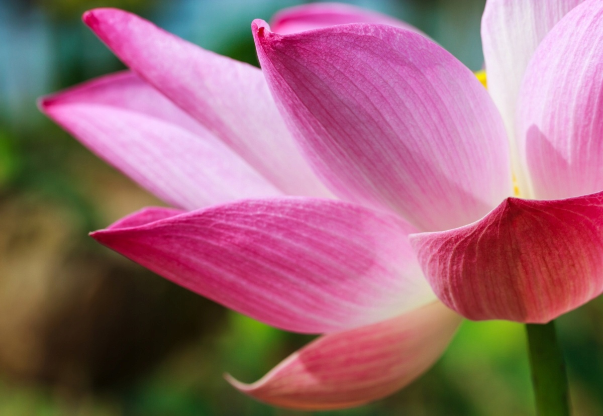 

Tapeta flizelinowa Lotos Różowy 152x104