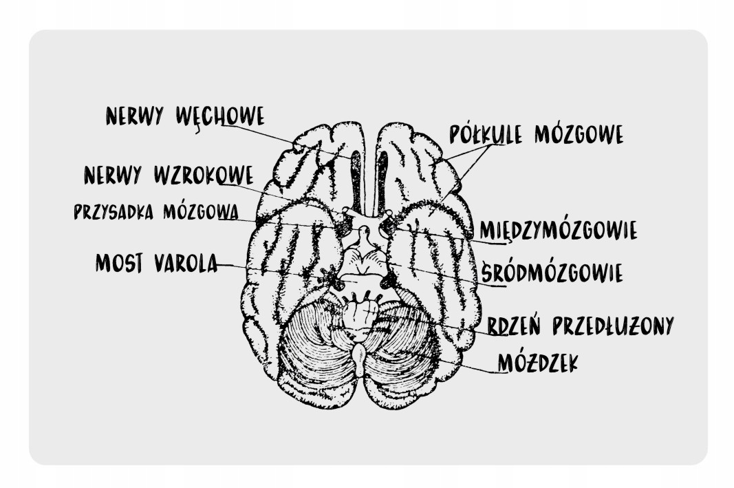 

Magnes na lodówkę mózg budowa neurolog lekarz