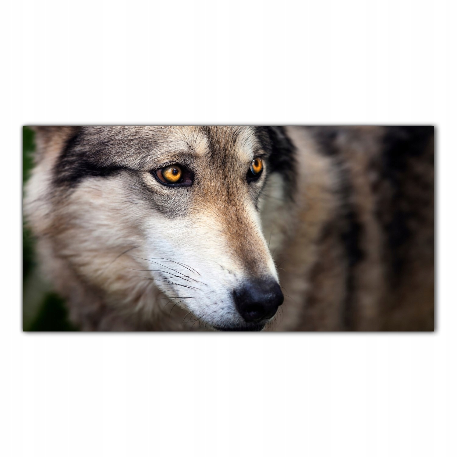 Divoký vlk Portrét 140x70 Skleněné panely kuchyně