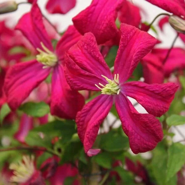 Clematis viticella 'Rubra' poj. 4L