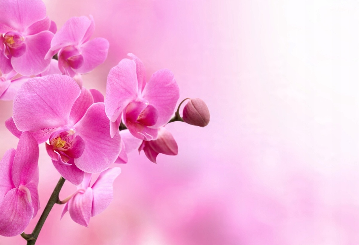 

Fototapeta Flizelinowa Różowa orchidea - 104x70