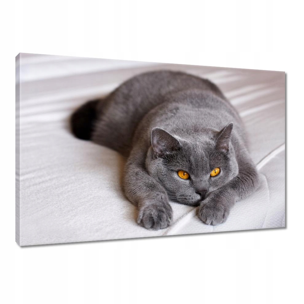 

Obrazy 90x60 Kot Kotek Koty Kicia