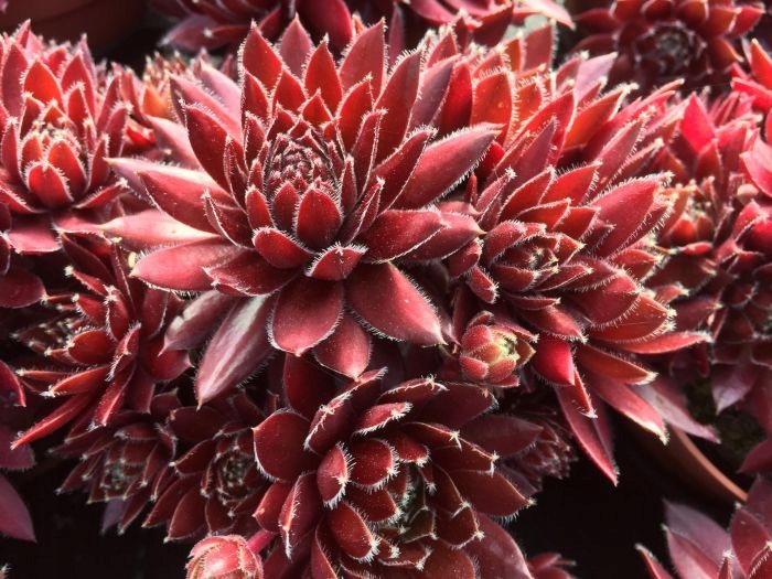 ROJNIK RED ROSE CZERWONE, DUŻE ROZETY, PIĘKNA ODMIANA