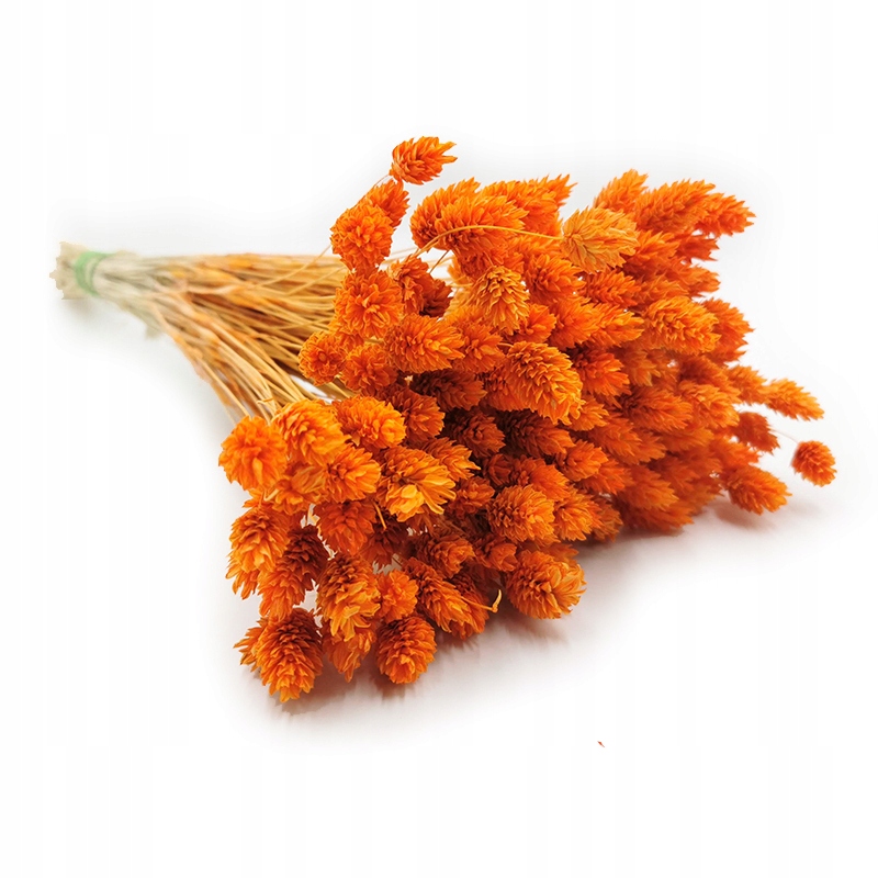 

Phalaris Pomarańczowy Mozga kanaryjska, kanar boho