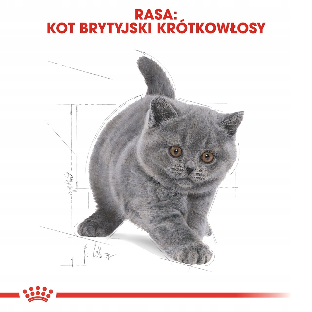 Levně Royal Canin Fbn British Shorthair Kitten – suché krmivo pro koťata – 2 kg