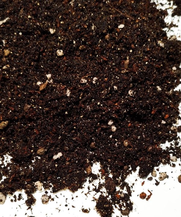 Podłoże do Peperomii