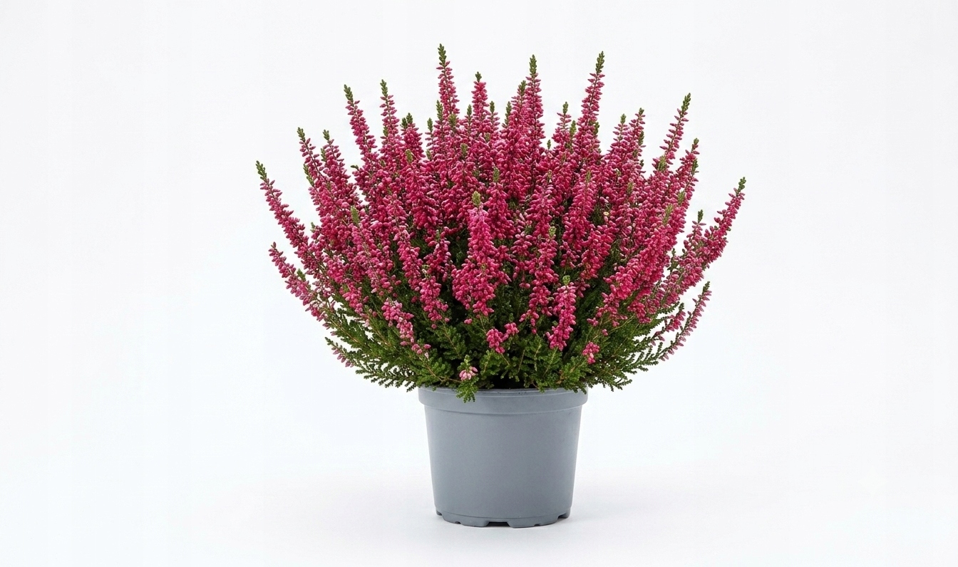 Calluna vulgaris ATHENE - 10 szt — 9