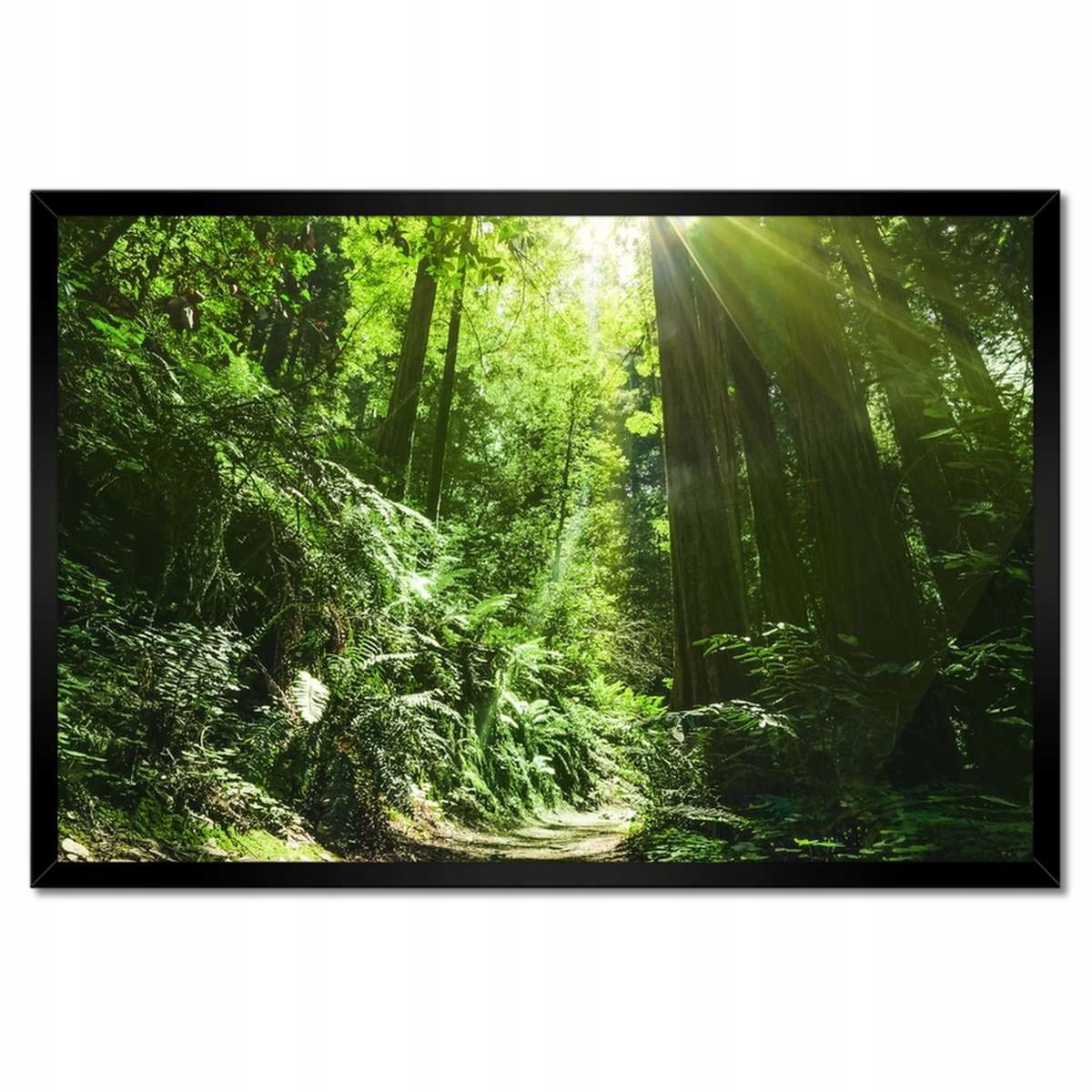 Plakáty v rámu 60x40 Kouzelný les Krajina
