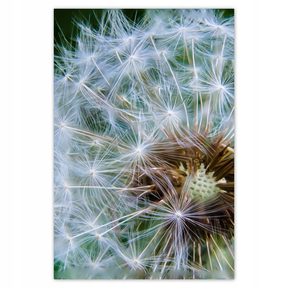 

Plakat Naklejka 40x60 Dmuchawiec Kwiat Kwiatki