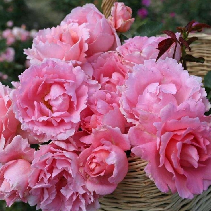 RÓŻA THE FAIRY SADZONKA P10 ZDROWA ODMIANA RÓŻOWE KWIATY CAŁE LATO