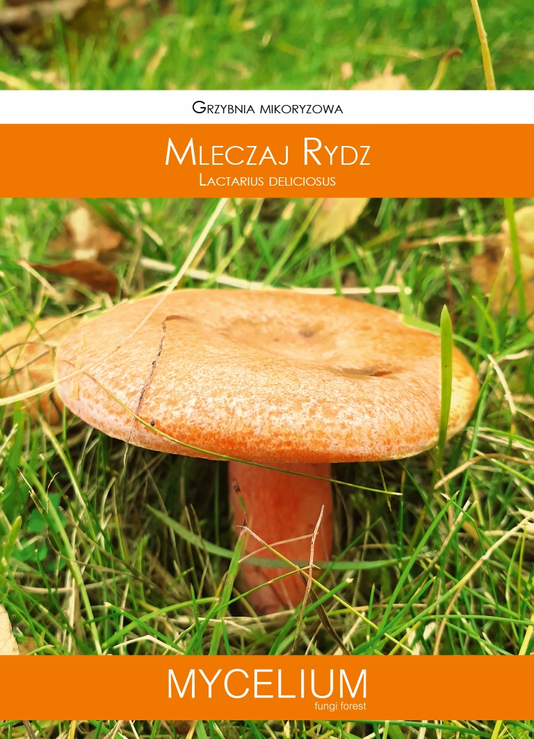 

Mikoryza żywa grzybnia Mleczaj Rydz