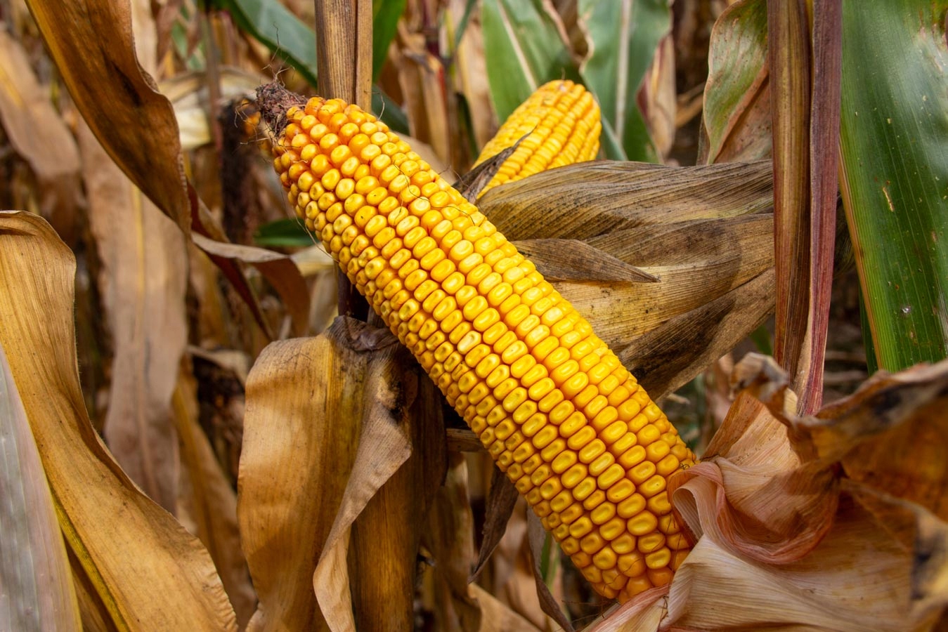 kukurydza Identity IGP Polska FAO 200