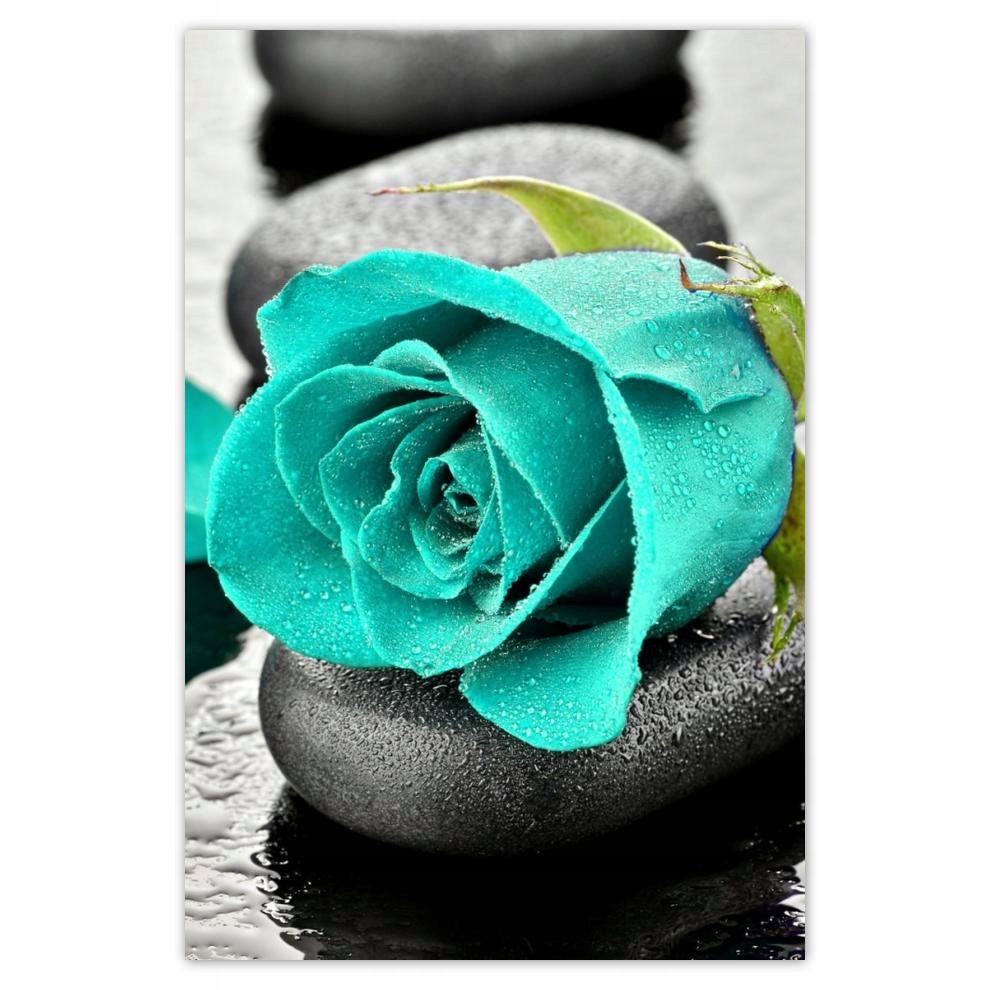 

Plakat samoprzylepny 40x60 Turkusowa róża