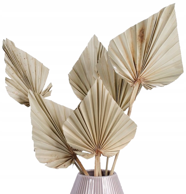 6x SUSZONY LIŚĆ PALMOWY PALM SPEAR NATURALNY SUSZ DEKORACYJNY