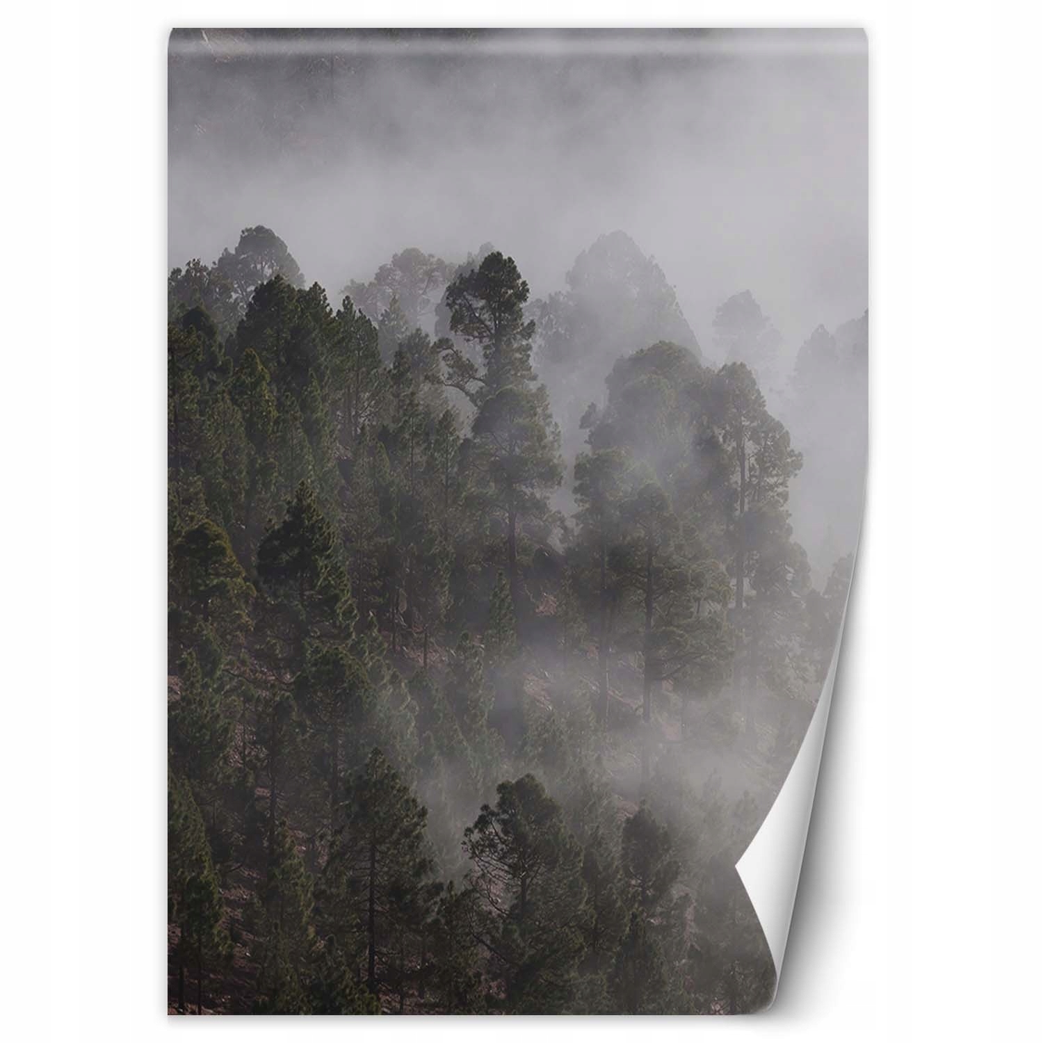 Fototapeta Zelený les v mlze 200x280