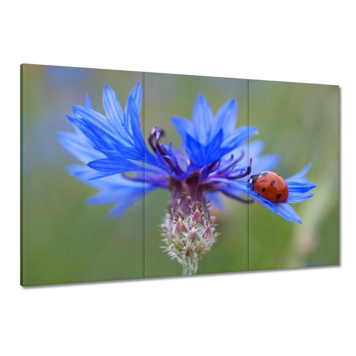 Obrazy 120x80 Haber s beruškou