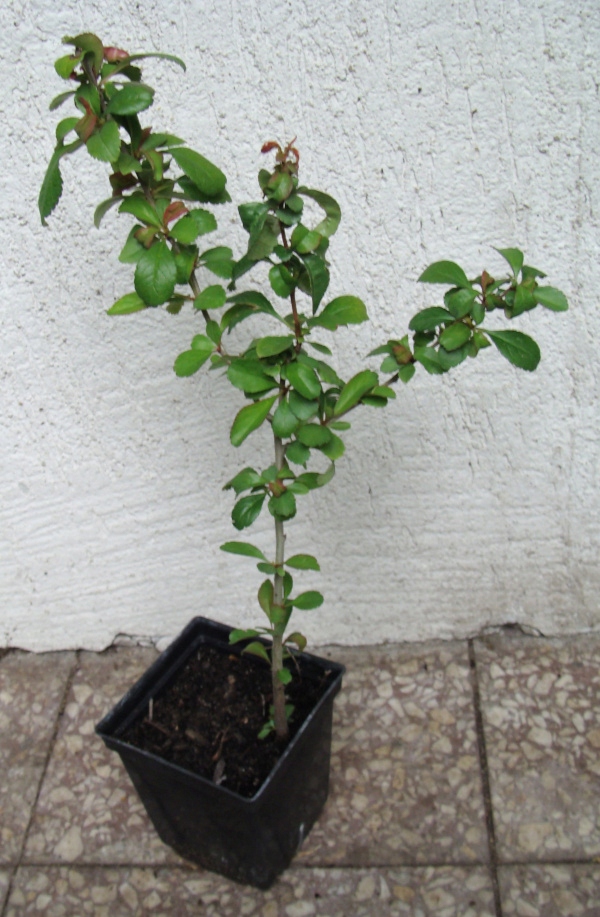 PIGWOWIEC POŚREDNI Fire Dance - sadzonki w don. !! Rodzaj rośliny Inny