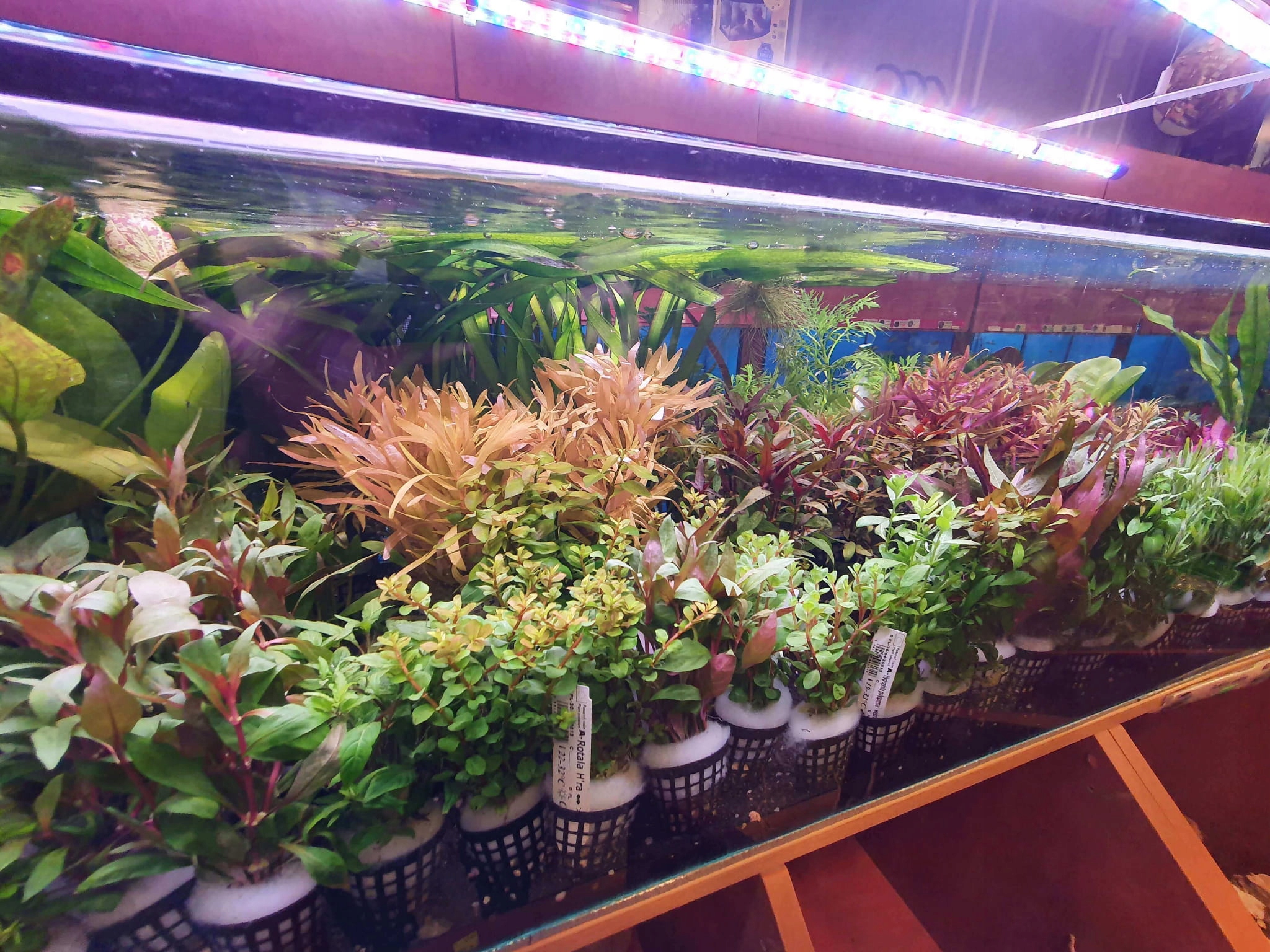 Eleocharis parvula Wysokość maksymalna 7 cm