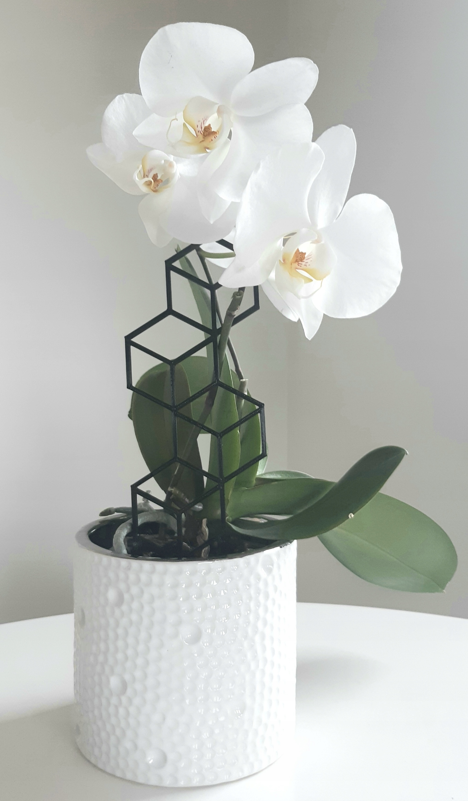 PODPÓRKA DRABINKA PERGOLA DO KWIATÓW ROŚLIN CUBE Kod producenta PODPÓRKA DRABINKA PERGOLA KWIATÓW ROŚLIN