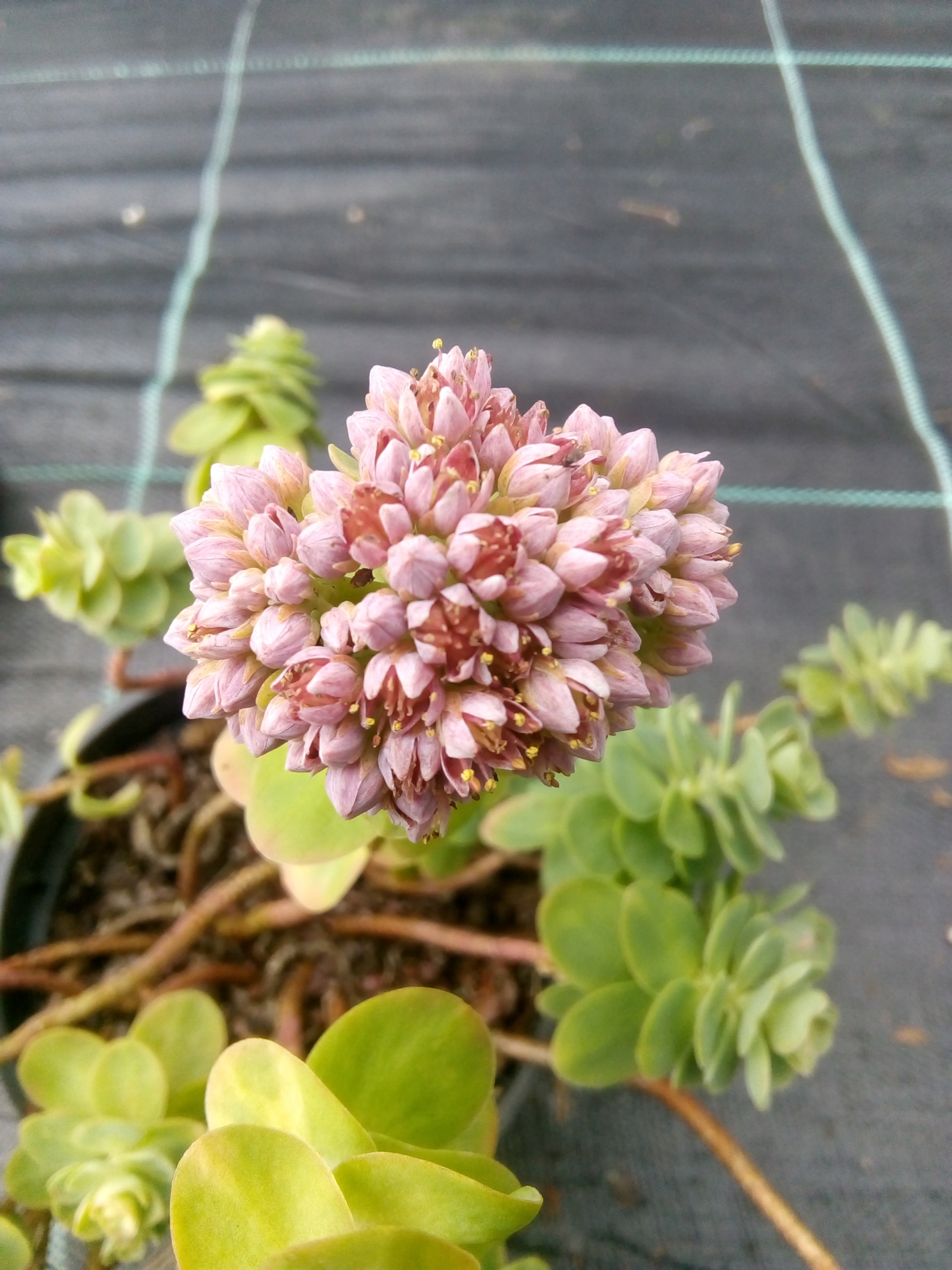 Rozchodnik LUBCZYKOWY płożący się