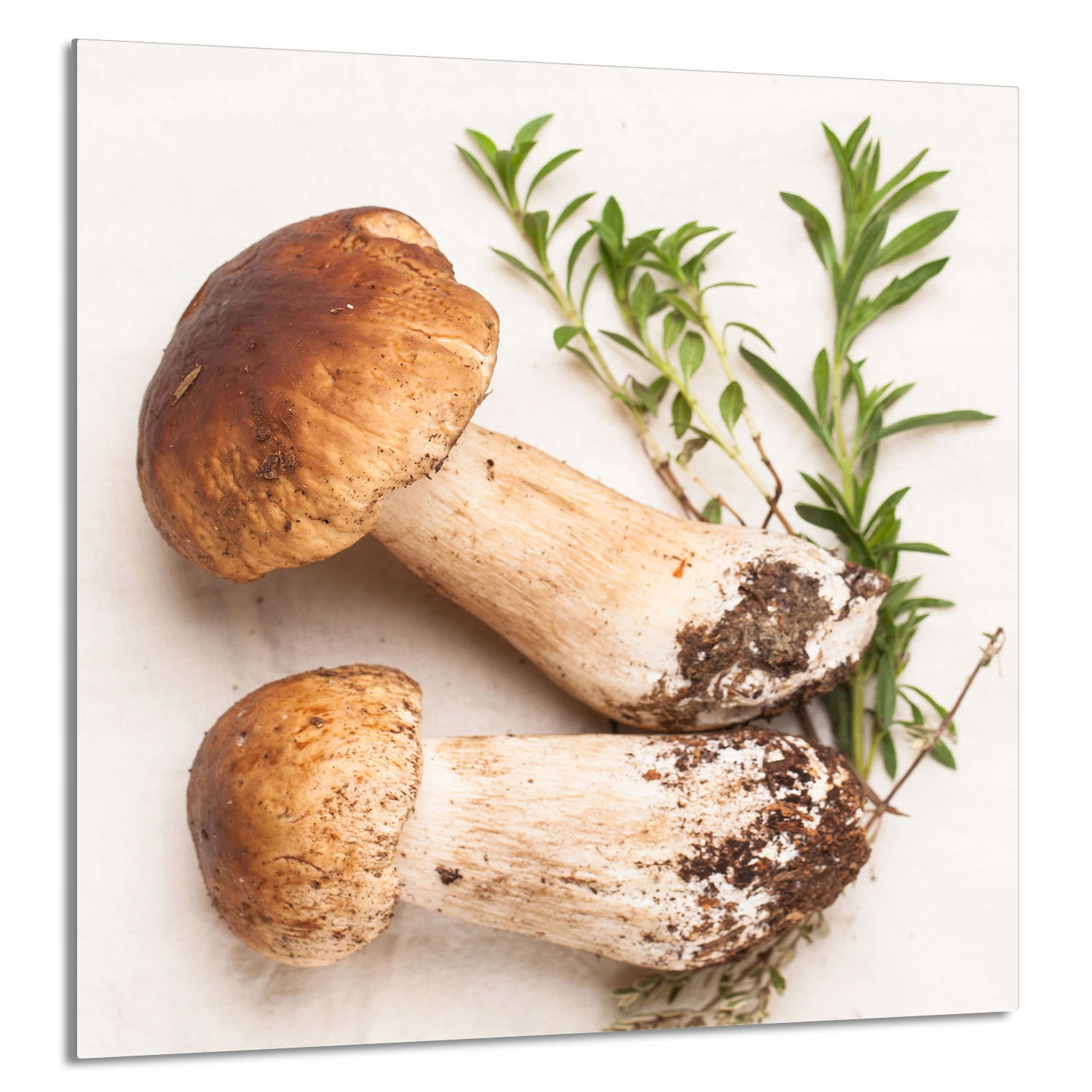 Skleněný Panel Do Kuchyně 60x65 Houby Tvrzené Sklo