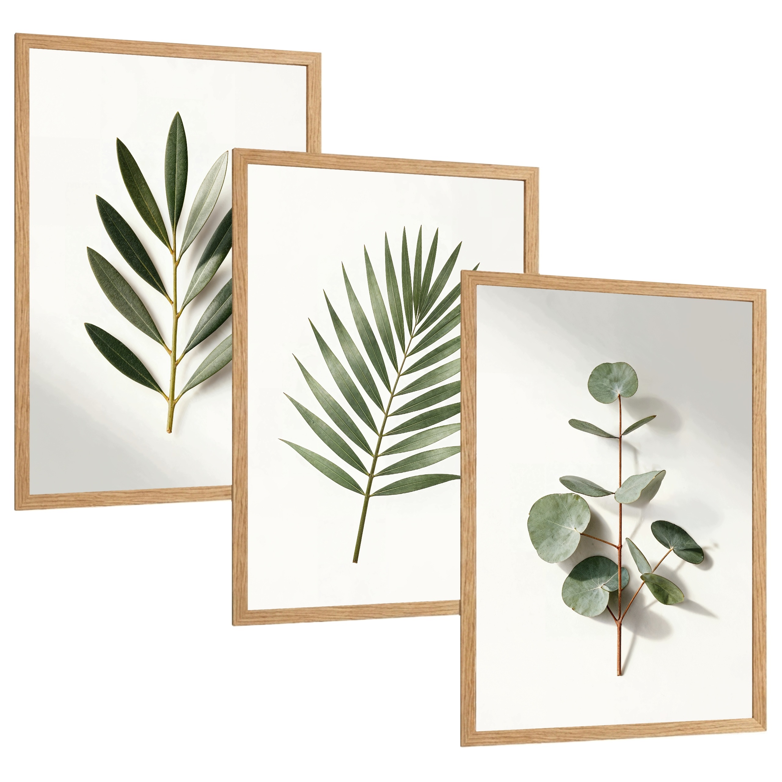 Plakaty obrazy 40x50 liście botaniczne rośliny zielone eukaliptus boho