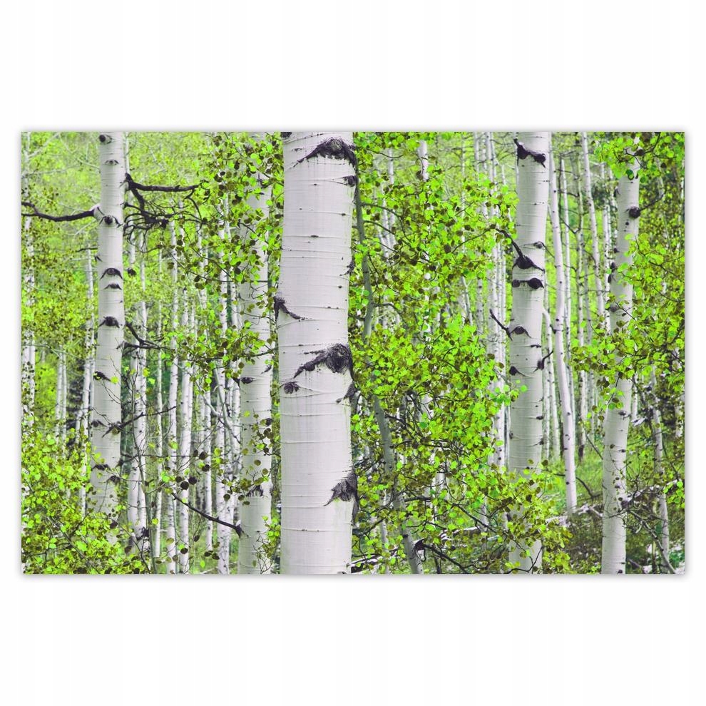 

Plakaty 60x40 Wiosenna zieleń Brzóski