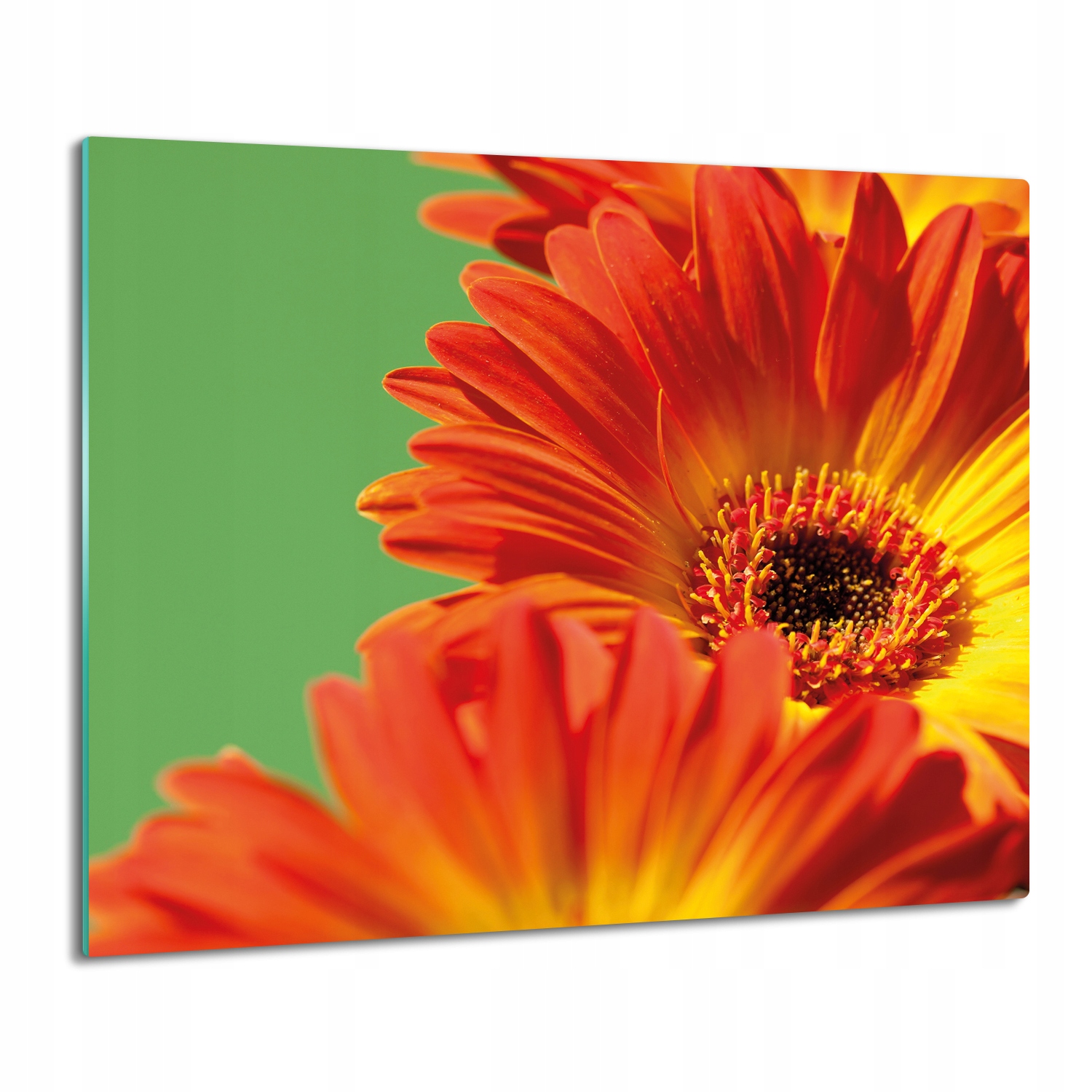 kryt splashback tisk Gerber květ okvětní lístky 60x52