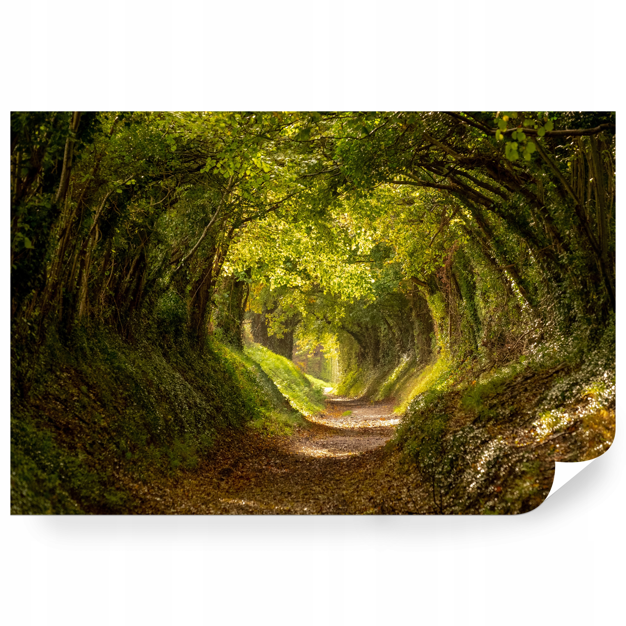 Samolepiaca fototapeta Cesta V Lese Uprostred Stromov 368 x 280 cm