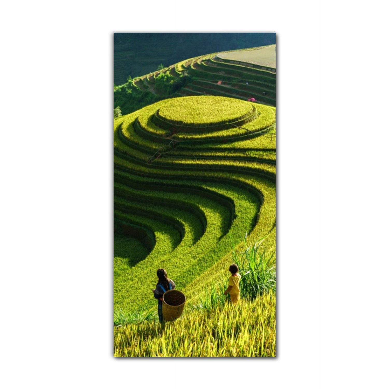 

Foto-obraz na szkle do kuchni 70x140 Wietnam pola