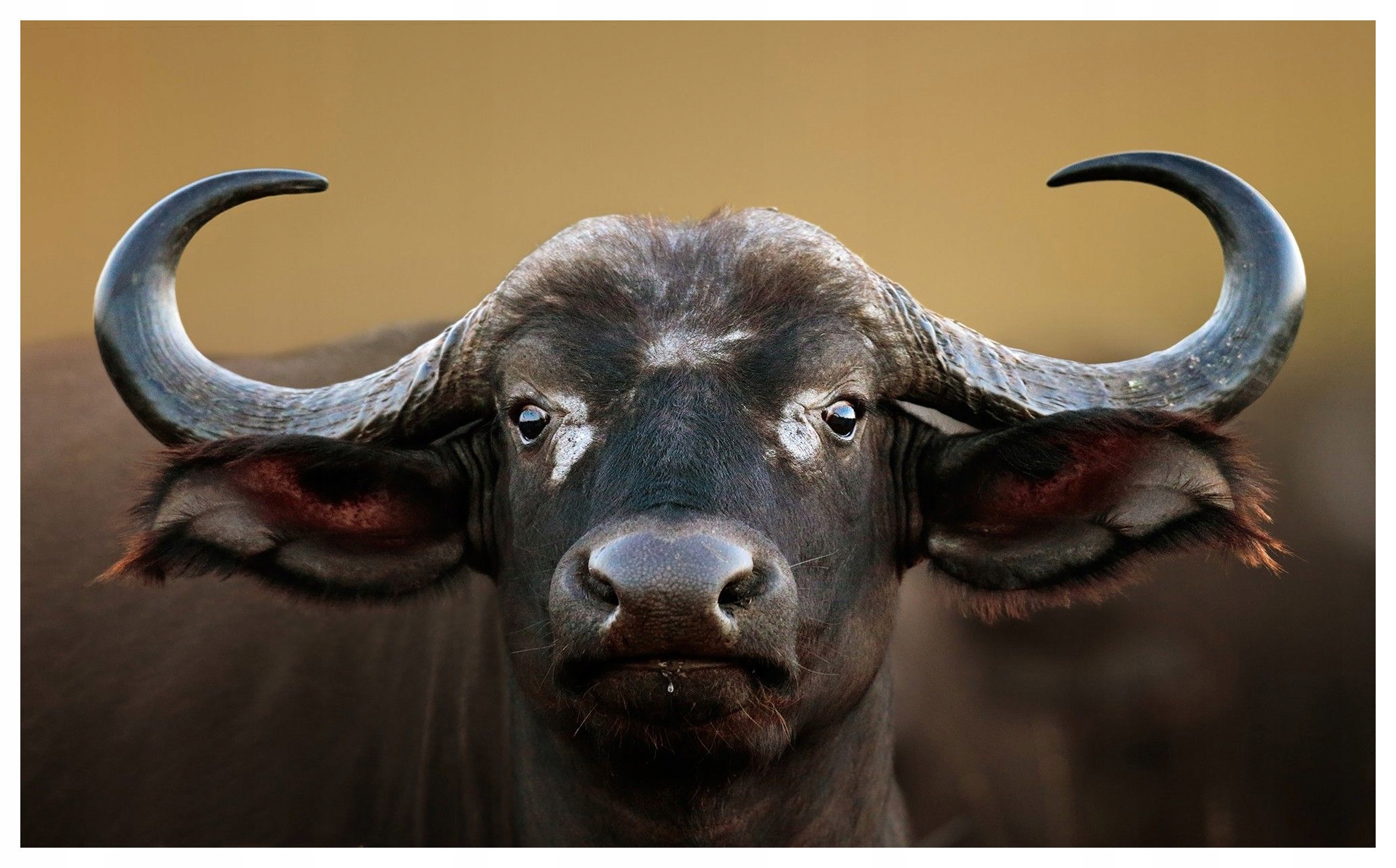 Vliesová fototapeta Byvoly Africká sila na stenu 350x250 lepidlo